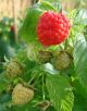 LAMPONE RIFIORENTE ROSSO